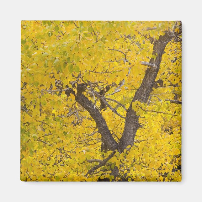 Cottonwood tree in peak fall colours in Glacier Magnet (Front)