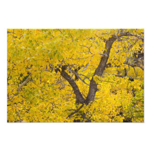 Cottonwood tree in peak fall colours in Glacier Photo Print