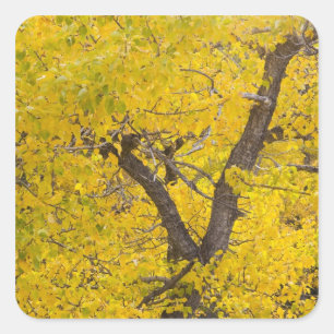 Cottonwood tree in peak fall colours in Glacier Square Sticker