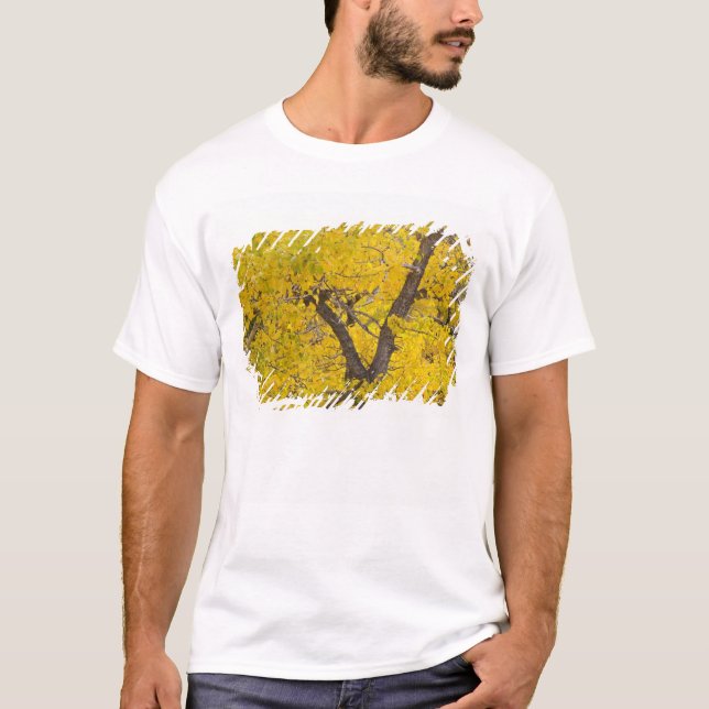 Cottonwood tree in peak fall colours in Glacier T-Shirt (Front)