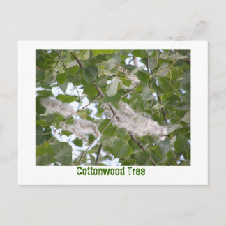 Cottonwood Tree Postcard