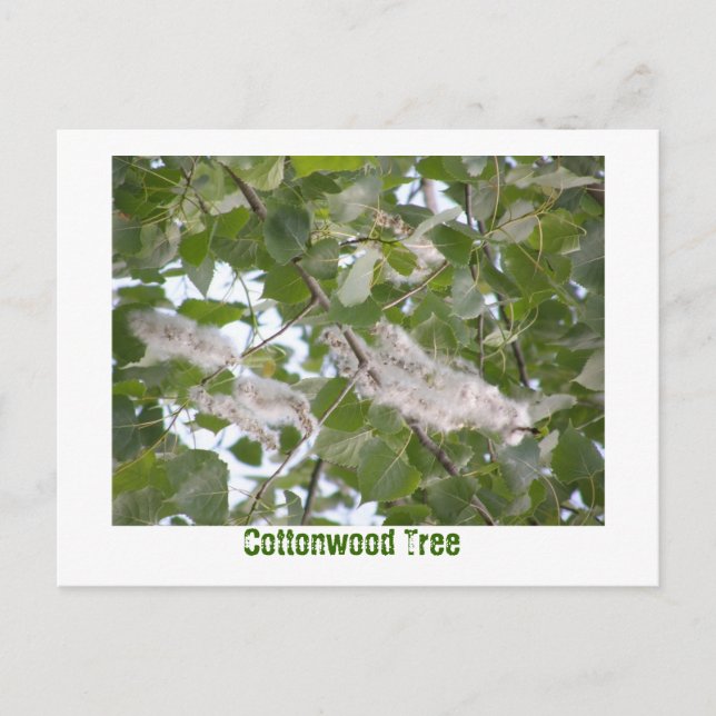 Cottonwood Tree Postcard (Front)