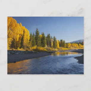 Cottonwood trees reflected in Pacific Creek Postcard