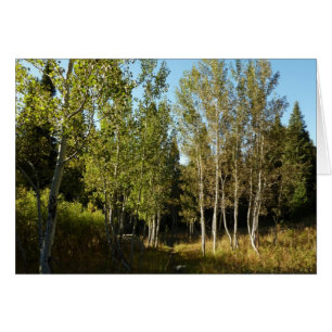 Cottonwoods Along Moose Ponds Trail at Grand Teton
