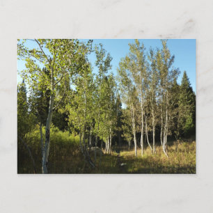 Cottonwoods Along Moose Ponds Trail at Grand Teton Postcard