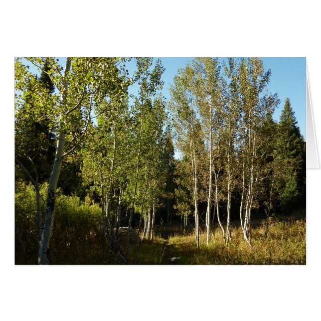 Cottonwoods le long de Moose Ponds Trail à Grand T (Devant horizontal)