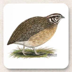 Coturnix Pharaoh Quail Coaster