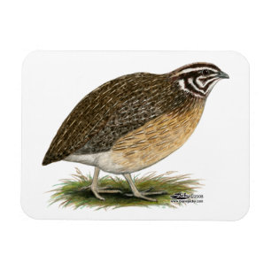 Coturnix Pharaoh Quail Magnet