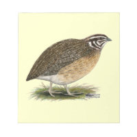 Coturnix Pharaoh Quail