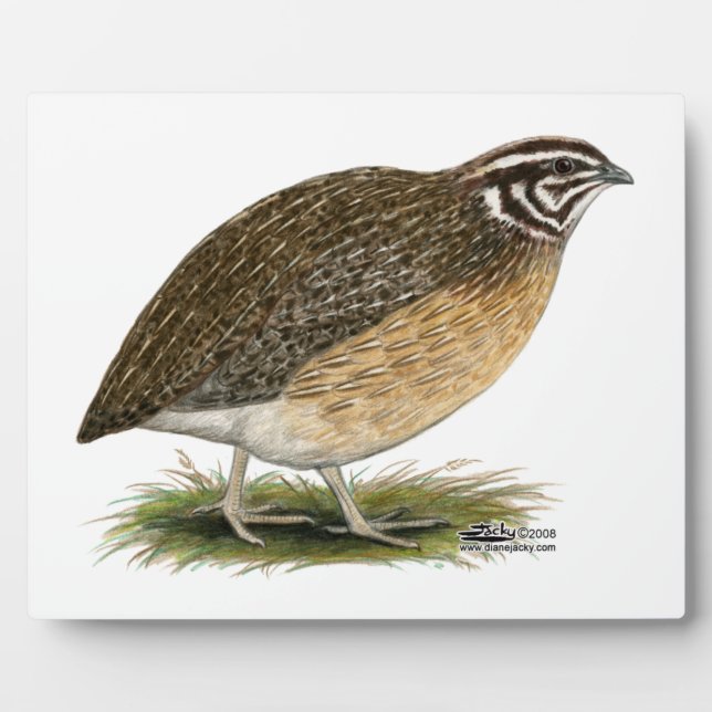 Coturnix Pharaoh Quail Plaque (Front)