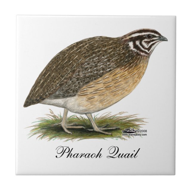 Coturnix Pharaoh Quail Tile (Front)
