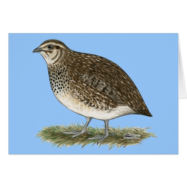 Coturnix Quail (Devant Horizontal)
