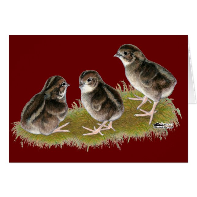 Coturnix Quail Chicks (Front Horizontal)