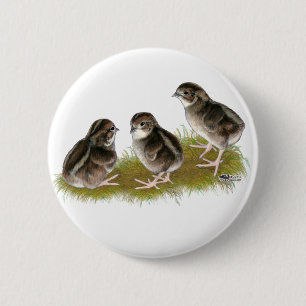 Coturnix Quail Chicks 2 Inch Round Button