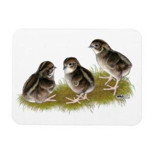 Coturnix Quail Chicks Magnet