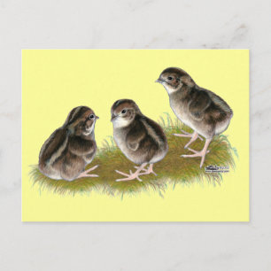 Coturnix Quail Chicks Postcard
