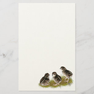 Coturnix Quail Chicks Stationery