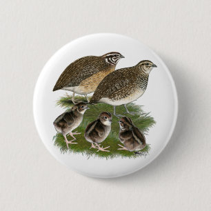 Coturnix Quail Family 2 Inch Round Button