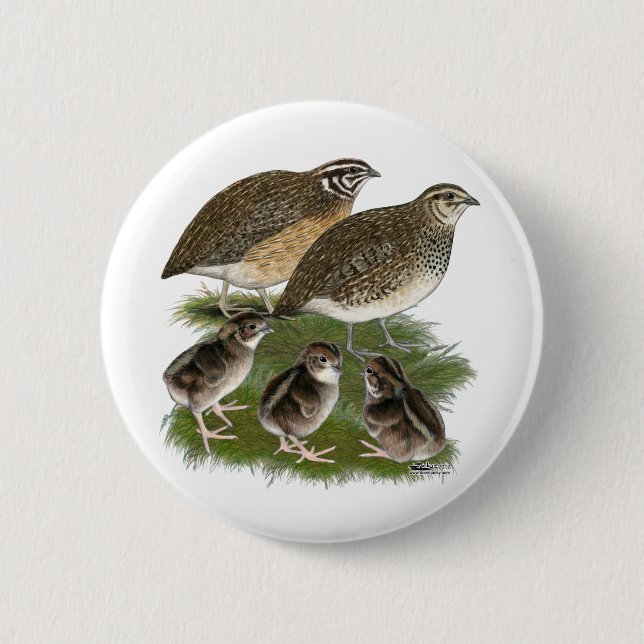 Coturnix Quail Family 2 Inch Round Button (Front)