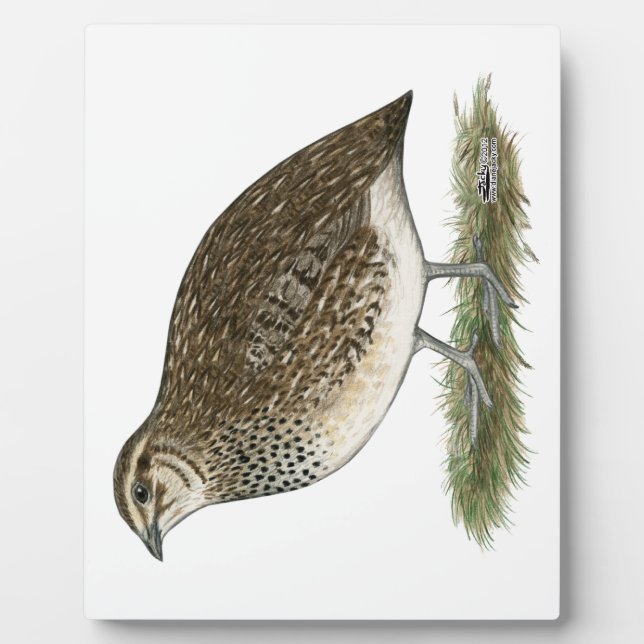 Coturnix Quail Hen Plaque (Front)