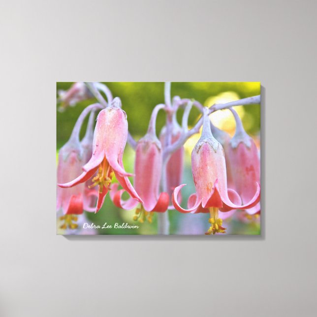 Cotyledon Flowers by Debra Lee Baldwin Canvas Print (Front)
