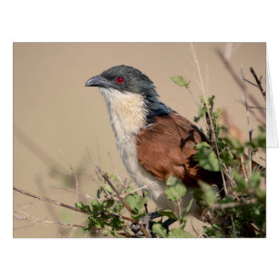 Coucal de Burchell