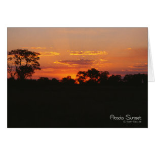 Coucher de soleil Acacia