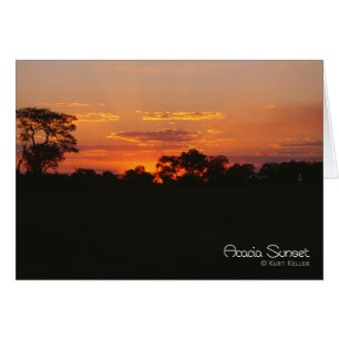 Coucher de soleil Acacia