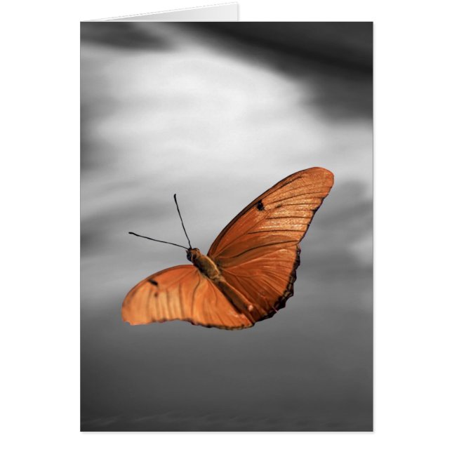 Coucher de soleil avec papillon (Devant)