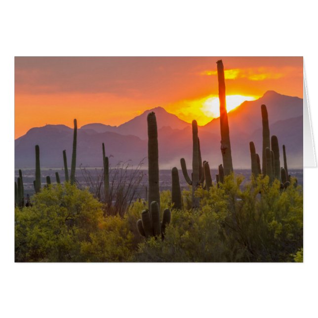 Coucher de soleil de cactus du désert, Arizona (Devant horizontal)