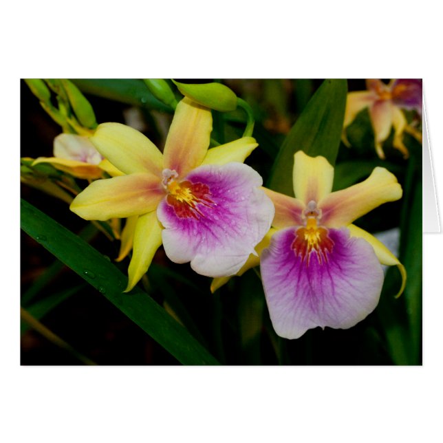 Coucher de soleil de Miltonia (Devant horizontal)
