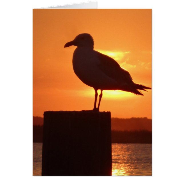 Coucher de soleil de Seagull (Devant)