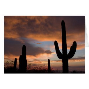 Coucher de soleil du désert du Saguaro