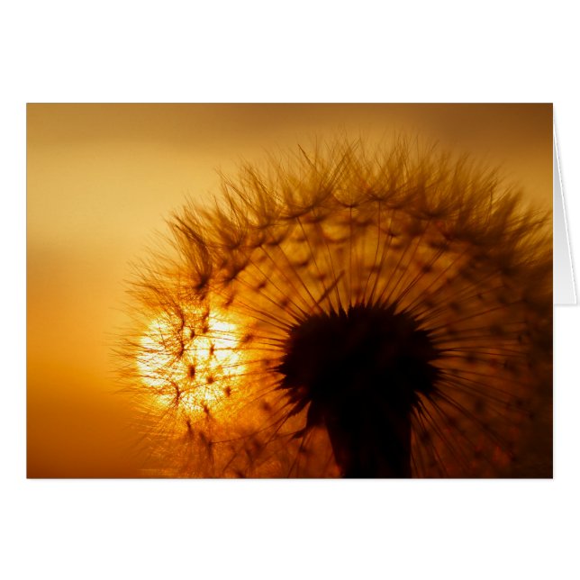 Coucher de soleil et Dandelion (Devant horizontal)