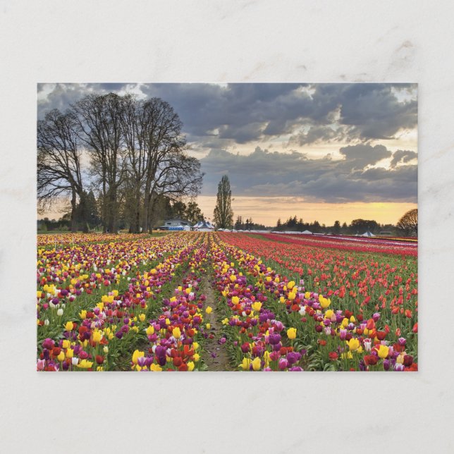 Coucher de soleil sur la carte postale de la ferme (Devant)