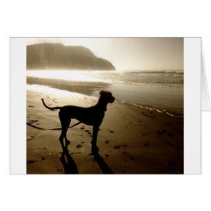 Coucher du soleil de chiot de great dane