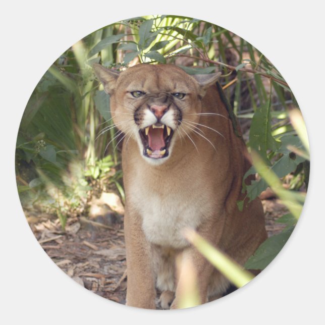 Cougar 001 classic round sticker (Front)