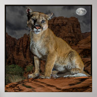Cougar Arizona