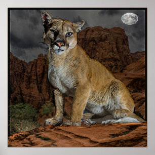 Cougar Arizona Poster