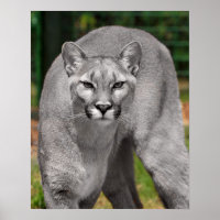 Cougar Black White and Colour Photo Mountain Lion