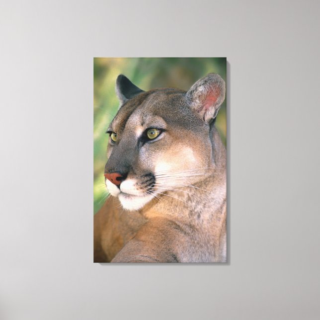 Cougar, California Canvas Print (Front)