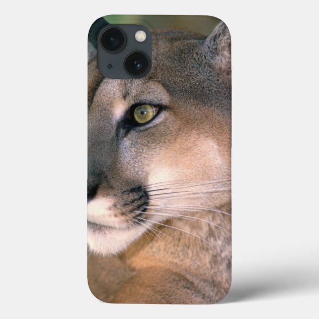 Cougar, California Case-Mate iPhone Case (Back)