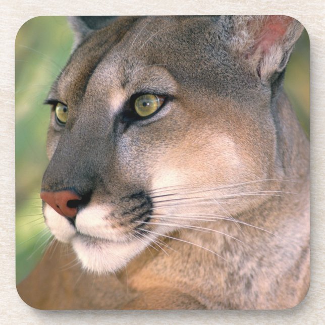 Cougar, California Coaster (Front)