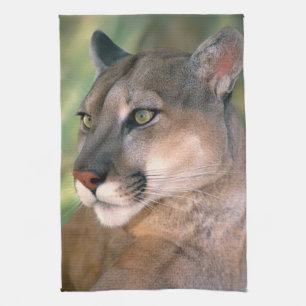 Cougar, California Kitchen Towel
