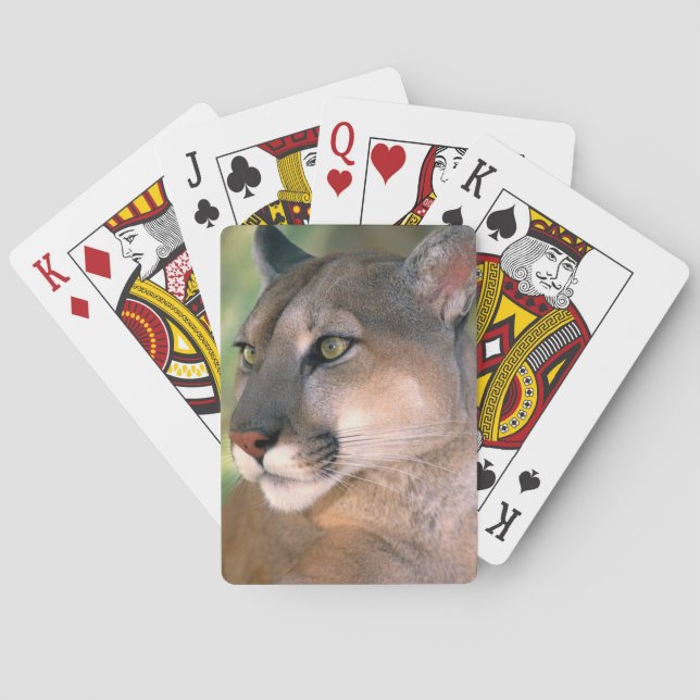 Cougar, California Playing Cards (Back)