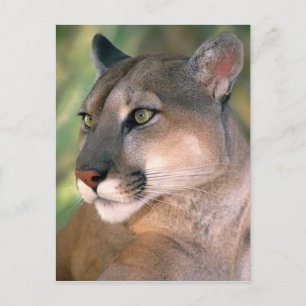 Cougar, California Postcard