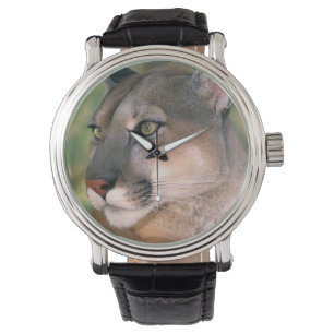 Cougar, California Watch