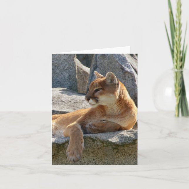 Cougar Close Up Card (Front)