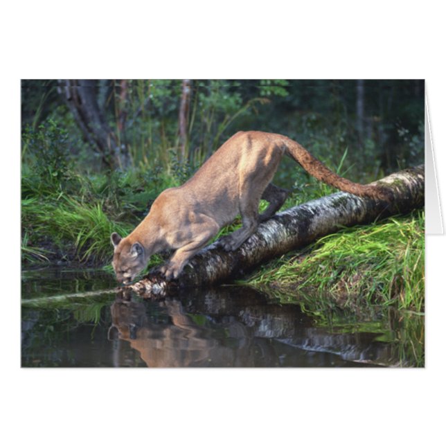 Cougar Drinking Card (Front Horizontal)
