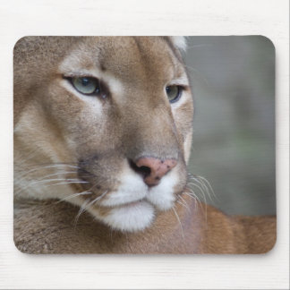 COUGAR face eyes macro cats wild Mouse Pad